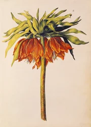 Crown Imperial Lily tai Fritillary, 